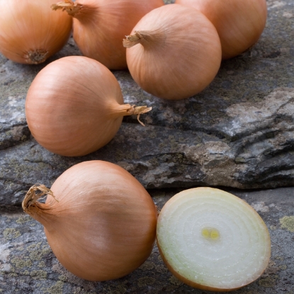 Picture of Organic Onion Hybound F1